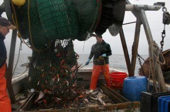 Fleet monitoring: New England groundfish fleet cooperates with little return A groundfishermen on the Gulf of Maine — one of commercial fishing's endangered species. Melissa Wood photo.