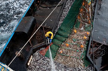 Fish lures: A whole new generation wants more seafood, and we can deliver The Alaska pollock fishery relies on its reputation of abundance and sustainability as well as safety. Corey Arnold photo.