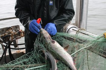 Hatchery hauls: Alaska’s statewide salmon catch gets $118 million boost Alaska salmon fishing