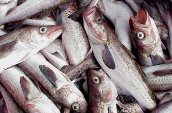 Study finds fish stocks improve worldwide with management Alaska pollock NOAA