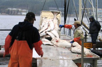 Mail Buoy: Once upon a time in Alaska Unloading Alaska halibut. NOAA photo.