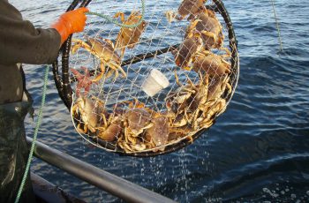 West Coast fishermen seek new market to weather coronavirus storm Dungeness crabs generic CA Dept Fish Wildlife