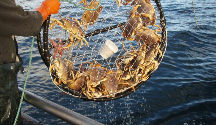 Dark future for Dungies? | National Fisherman