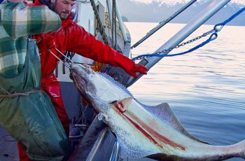 Fish dip: Commission cuts Pacific halibut quotas based on sex study Halibut longline survey southeast Alaska 2004 NOAA
