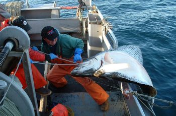 Halibut in steady decline throughout Pacific, says commission Longlining Alaska Halibut aboard the Dues Payer II. Peter Thompson photo.