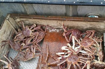 Red king crabs still in a spiral Norton Sound red king crab. NOAA photo.
