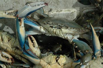 Big changes for North Carolina’s blue crab management Blue crabs. Florida Sea Grant photo.