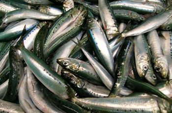 Pacific sardines likely to face another shuttered season Pacific Sardines. NOAA photo.