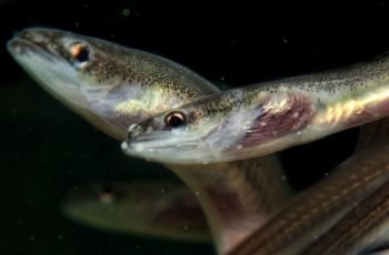 Maine elver season opens – with new coronavirus rules elver, elver poaching