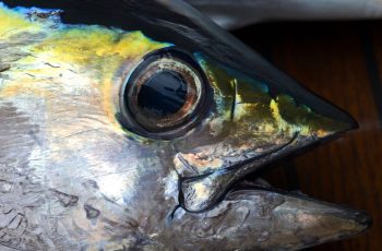 Gulf yellowfin tuna harvest bouncing back from 2018 slump Yellowfin tuna. Creative Commons photo by Flickr user Taro Taylor.