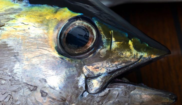 Gulf of Mexico yellowfin tuna market steady as shoppers stock up Yellowfin tuna. Creative Commons photo by Flickr user Taro Taylor.