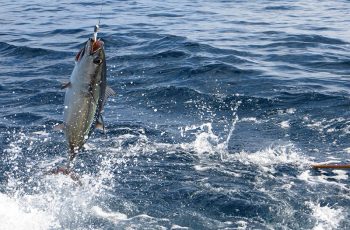 Ore. lawmakers propose millions in funding for climate change research Albacore hooked on a bait pole offshore Oregon. NOAA Fisheries West Coast photo.