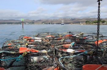 Dungeness fleet thankful for Nov. 22 start 2014 Dungeness crab opener, Bodega Bay, Calif. Faces of California Fishing photo.