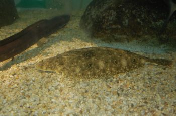 New England flounder can offload in three states