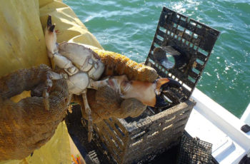 Stone crab landings hit bottom Florida stone crab. Florida Sea Grant photo.