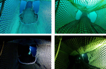 Net-mounted LED lights help reduce bycatch in Pacific hake fishery