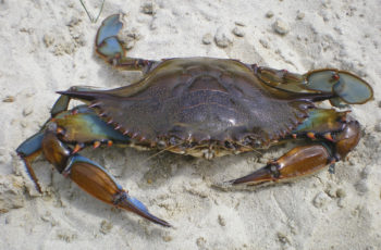 N.C. blue crab stocks flourish, but Hurricane Florence wiped out infrastructure blue crab