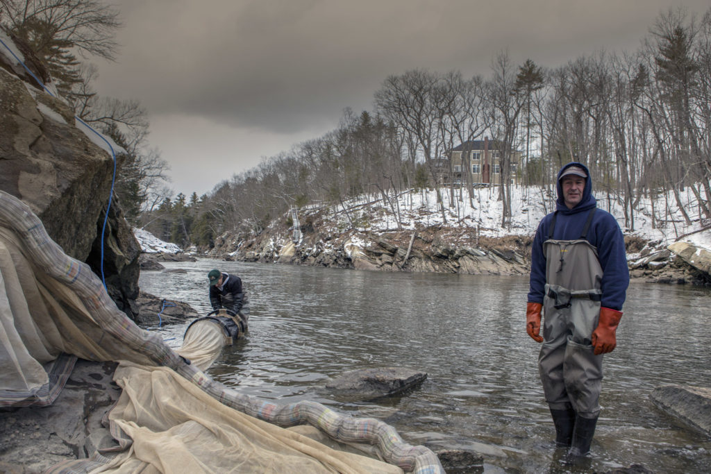 Maine's elver lottery picks 11 winners from 8,000plus entries