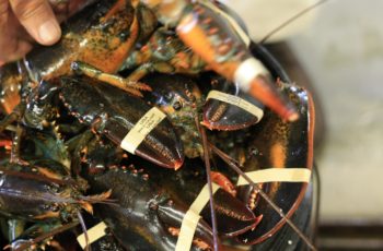 Maine lobster takes tariff hit, Canada picks up slack