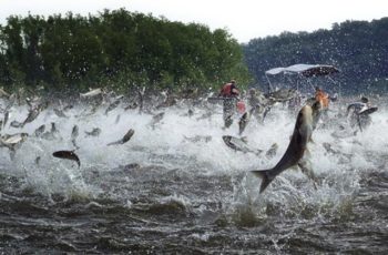 Army Corps approves $778M plan to push back Asian carp