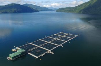 First Nation sues Canadian federal government over fish farm licenses