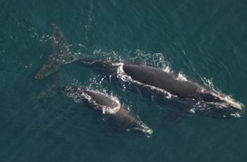 Congress could provide $50 million for right whales Northern right whales in Cape Cod Bay, Massachusetts. NOAA photo.