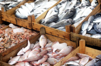 Congress must act to save U.S. fishing industry