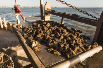 Record low Gulf Coast supply could jolt oyster prices