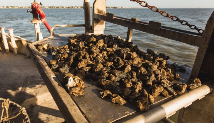 Record low Gulf Coast supply could jolt oyster prices