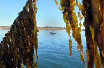Maine seaweed harvest set record in 2018, but court rulings cloud future
