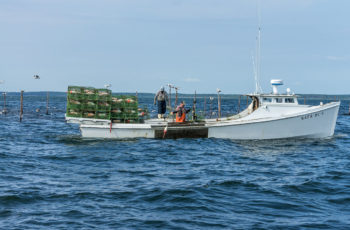 Report: Chesapeake Bay health worsened in 2018