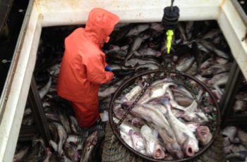 MSC: Gulf of Alaska cod could lose certification