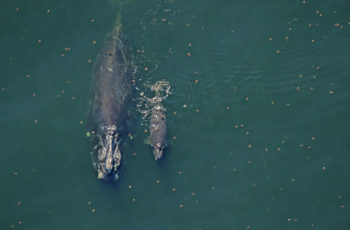 Right whale bill makes headway in the House