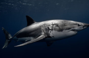 Commercial fisherman pleads guilty to killing great white shark A great white shark. NOAA photo