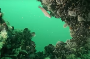 Offshore wind developers court recreational fishing community
