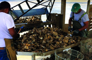 Senators call for federal support of fishing and seafood industry in coronavirus response