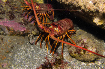 Pacific lobster harvest expected to bounce back, but prices hit a lull