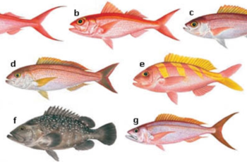 Science on your side: The trappings of fish fraud