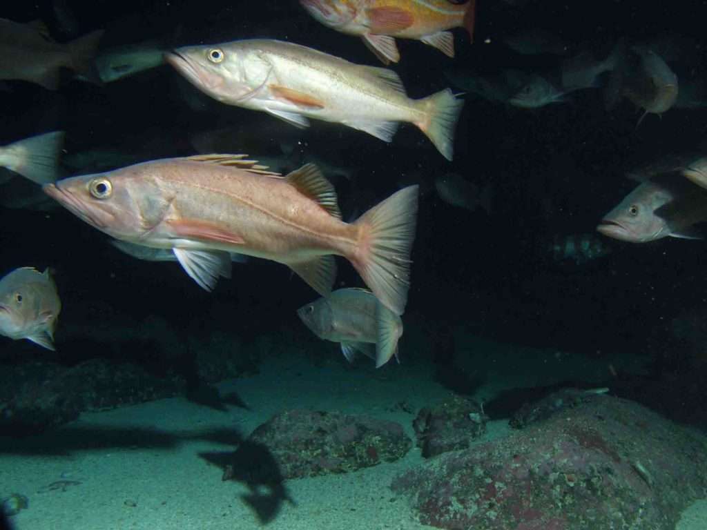 NOAA West Coast rockfish population rebuild project a success