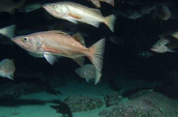 NOAA: West Coast rockfish population rebuild project a success
