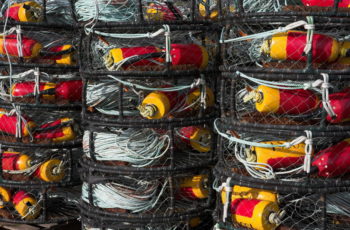 Crab checks: Dungeness disaster funds deadline is July 31