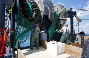 Summer flounder: Will quota increase affect regional markets? Summer Flounder Trawl