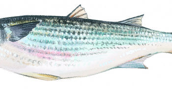 Mullet fishery hits bottom after typical 3-month season lasted just days Mullet