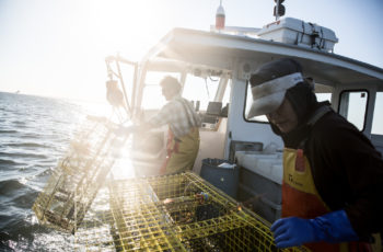 Feature: The Entanglement Tango Maine Lobstering