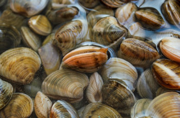 Surf clams adapting to climate change, study finds Surf clams are shifting their range in response to changing ocean bottom temperatures. NOAA photo