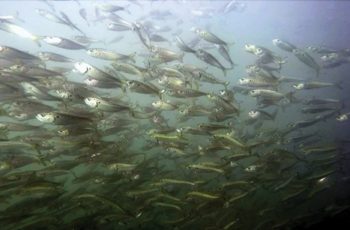 Omega Protein says it will cooperate on Chesapeake menhaden cap A school of menhaden. NOAA photo