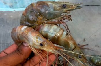 U.S. partially rescinds ‘anti-dumping’ duty on Vietnamese shrimp Vietnamese Black Tiger shrimp. Black Tiger Shrimps photo.