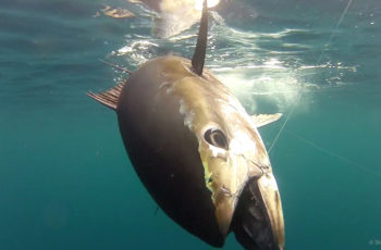 Summer anglers run afoul of tuna rules A bluefin tuna. NOAA photo