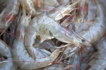 Backers hope Louisiana label law will boost native seafood White shrimp from the Gulf of Mexico. A new Louisiana state law requires restaurants to disclose to customers when they serve imported foreign shrimp and crawfish. MSU Ag Communications photo/Kat Lawrence
