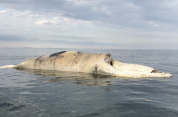 Dead right whale off New York raises toll — and pressure on NOAA dead North Atlantic right whale floating off New York Sept. 16, 2019. N.Y. DEC photo.